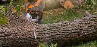 How Our Tree Care Process Works  in  Belleair, FL