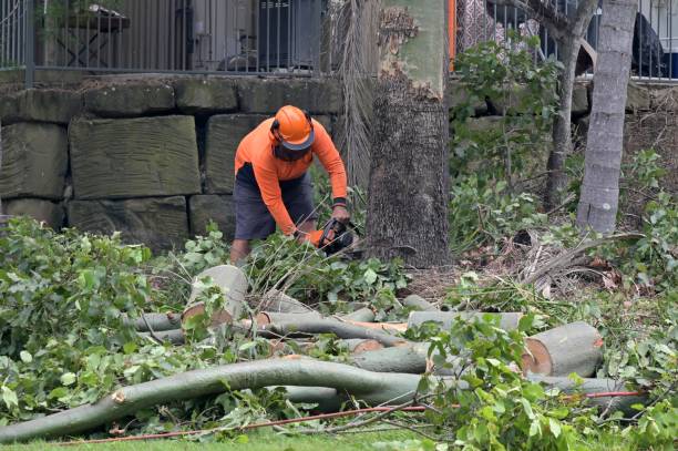 Best Tree Cabling and Bracing  in Belleair, FL