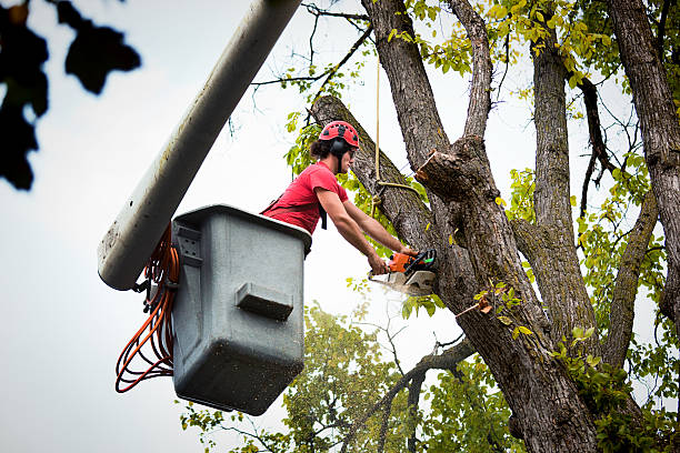 Best Tree Mulching  in Belleair, FL